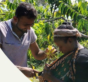 Un producteur et une cueilleuse examinent des fleurs d'ylang-ylang