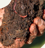 Une main tient du compost où se trouve un ver de terre