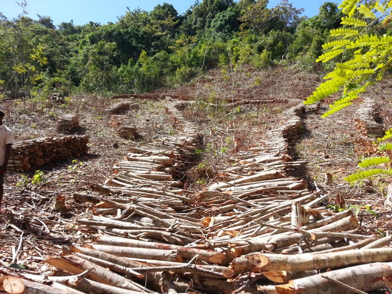 Rangées de stères de bois coupé sur une parcelle défrichée, en attente du tracteur