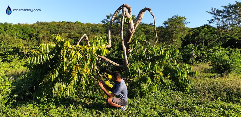 Kassim Fidaly photographie une fleur d'ylang-ylang dans une plantation