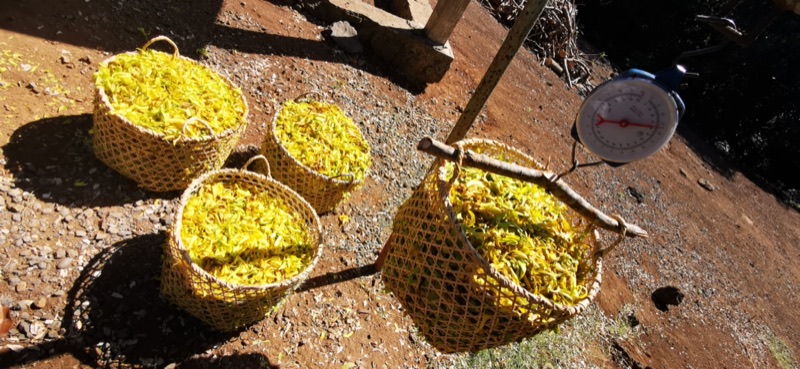 Paniers de fleurs d'ylang-ylang jaunes pesés, prêts pour la distillation