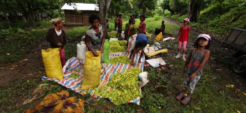 Fleurs d'ylang-ylang étalées sur des bâches après la récolte, en famille
