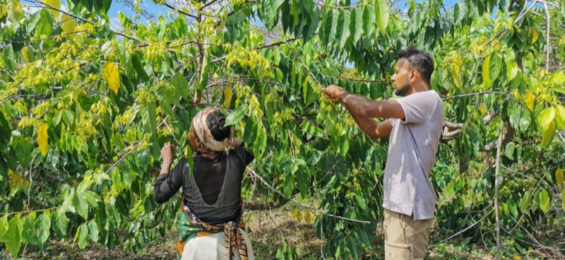 Kassim Fidaly cueille des fleurs d'ylang-ylang aux côtés d'une cueilleuse