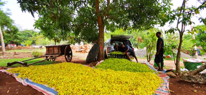 Fleurs d'ylang-ylang étalées au sol pour le tri à Bevoay, près d'une charrette