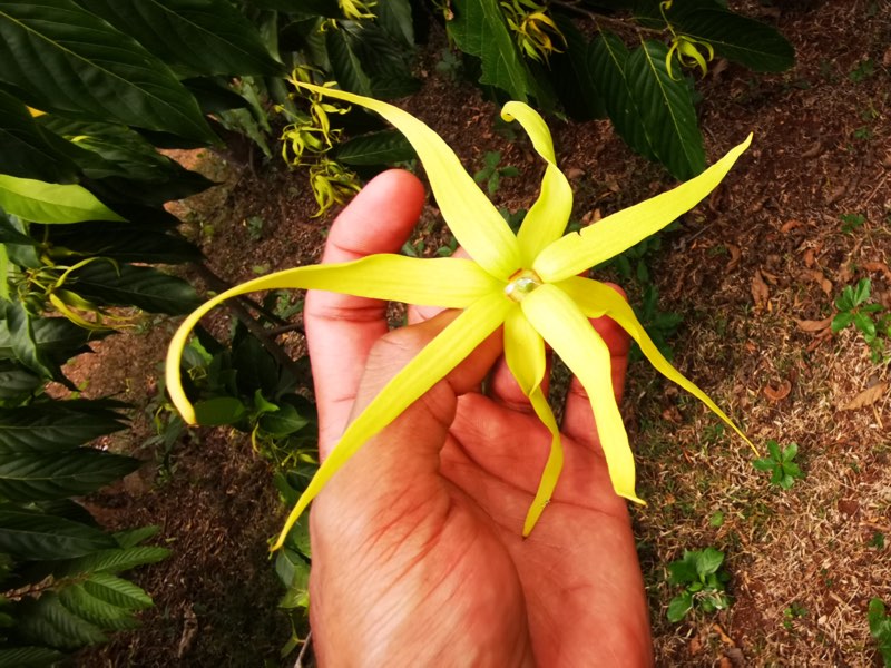 Une fleur d'ylang-ylang à huit pétales jaunes, posée dans le creux d'une main, au pied de l'arbre