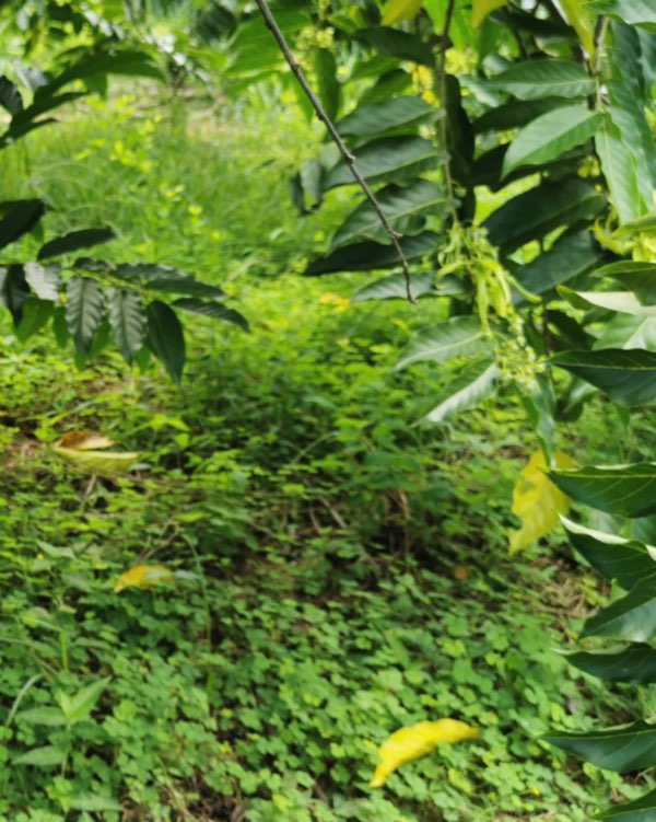 Sous-bois verdoyant d'un champ d'ylang-ylang à Mayotte