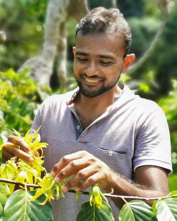 Cueillette de fleurs d'ylang-ylang sur une branche, à Mayotte