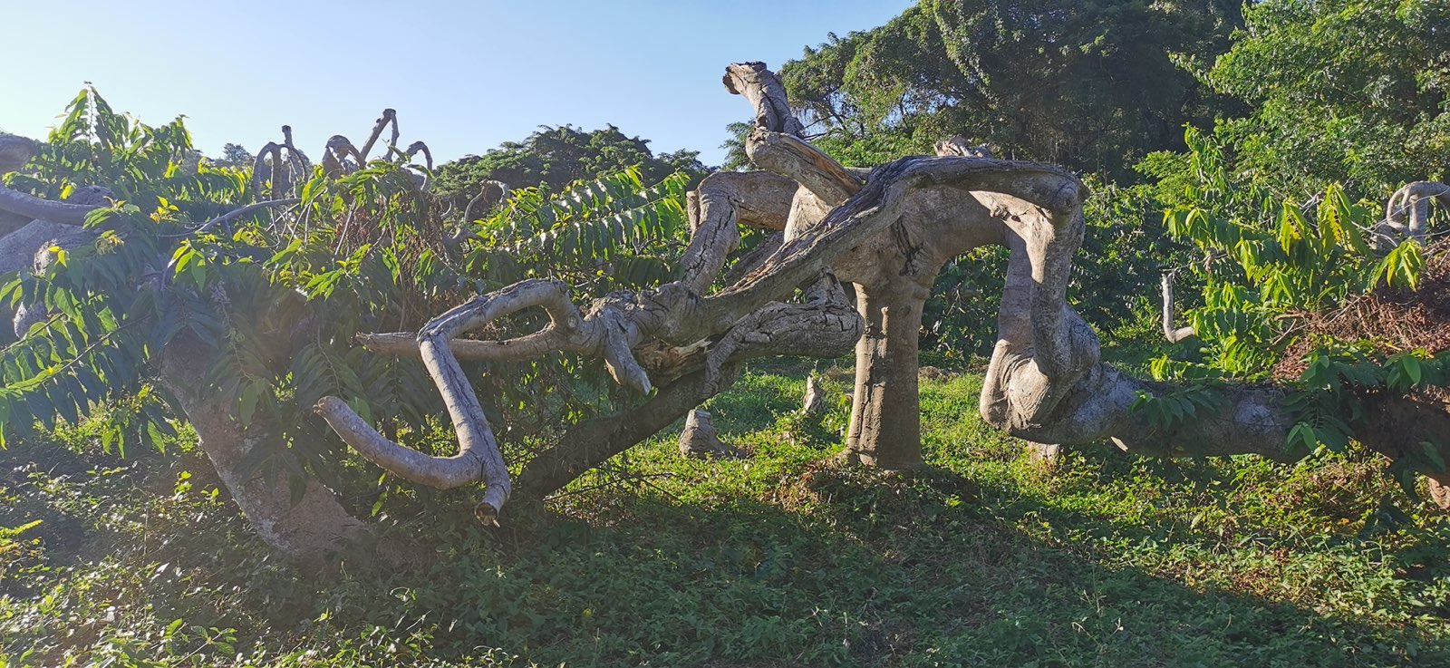 Ylangs-ylangs écimés aux branches tortueuses dans un champ verdoyant de Mayotte, sous un ciel bleu